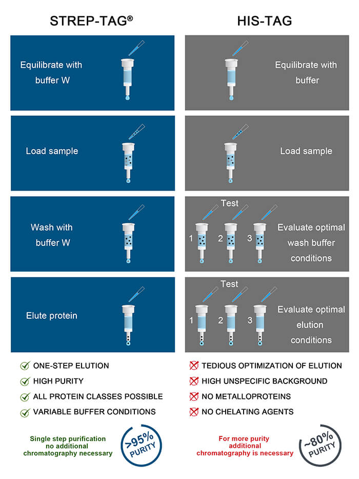 Comparison of Strep-tag protein purification steps to His-tag protein purification steps