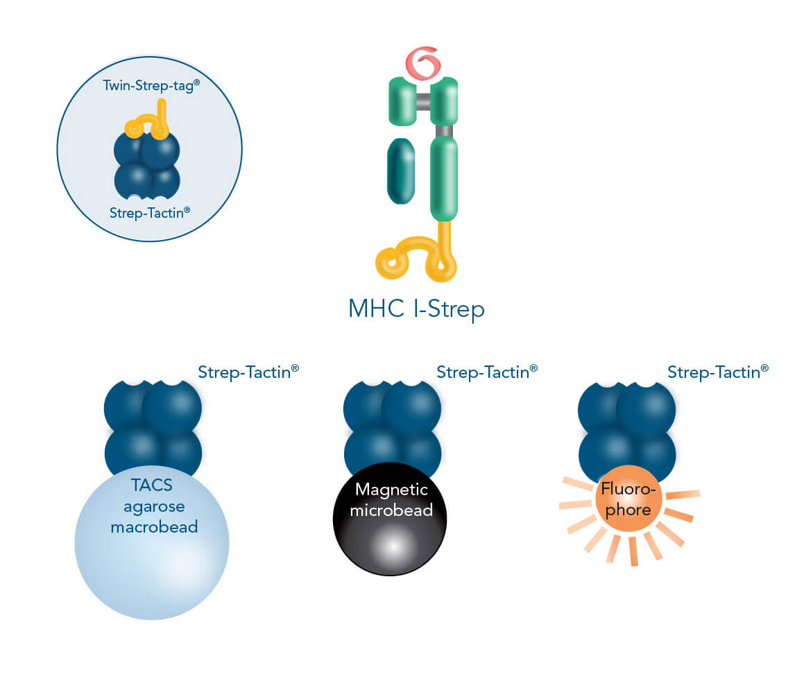 Label-free isolation of antigen specific CD8+ T cells