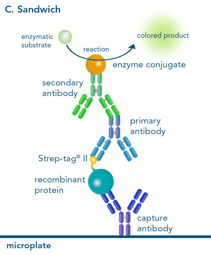 Sandwich enzyme-linked immunosorbent assay with Strep-tag