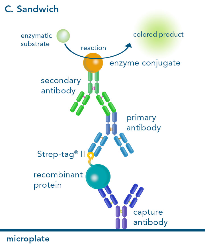 Sandwich ELISA Sandwich enzyme-linked immunosorbent assay with Strep-tag