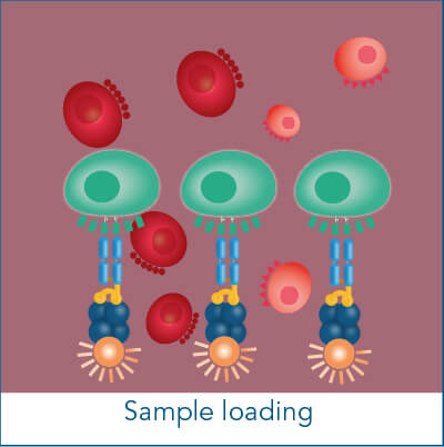 Sample loading step Fluorescent cell staining sample loading step
