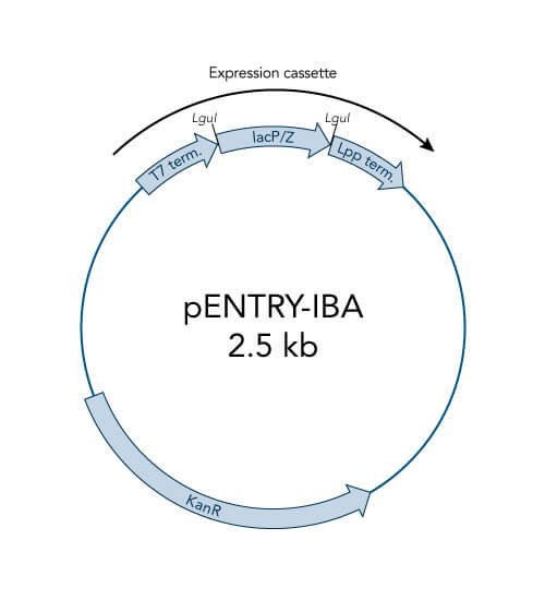 pENTRY-IBA51 vector