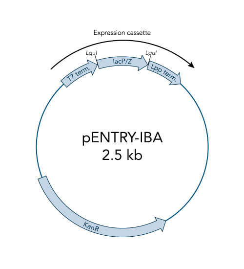 pENTRY-IBA51 vector pENTRY-IBA51 vector