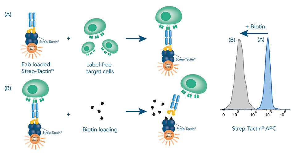 All Fab-TACS®/Nano-TACS® cell isolation methods use reversible reagents to generate label-free cells