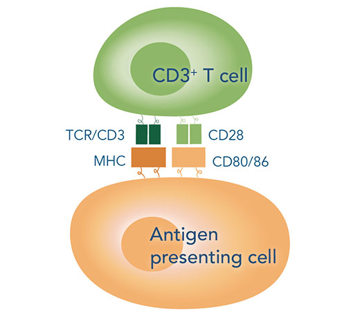 Interaction of T cells with antigen-presenting cell