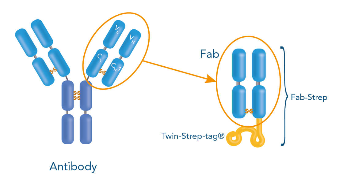 Fab-TACS cell isolation based on Fab fragments