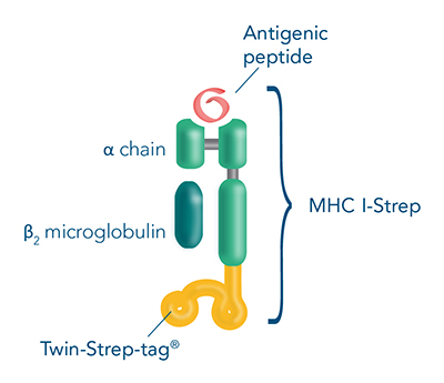 MHC I-Strep
