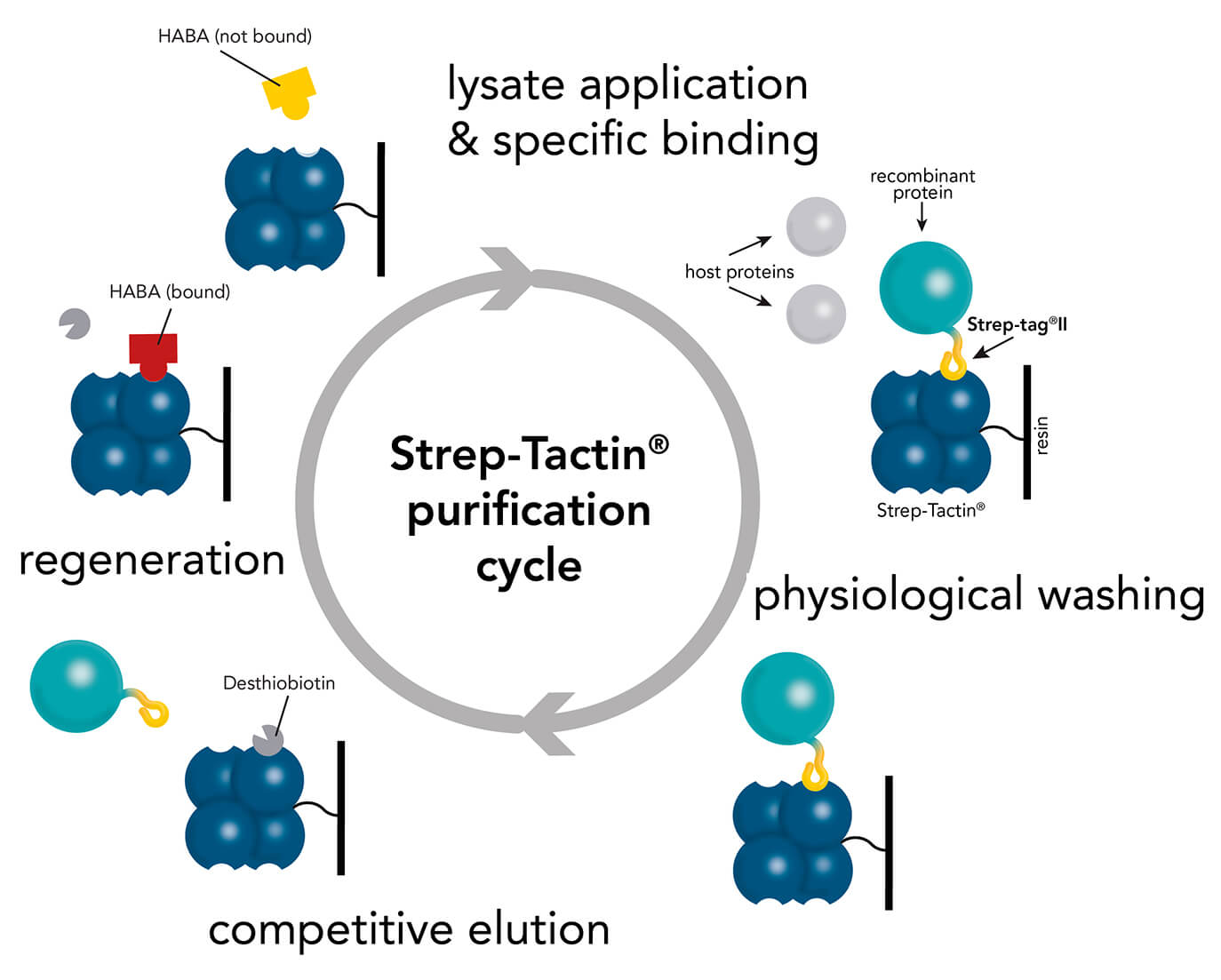 Strep-Tactin® protein purification cycle