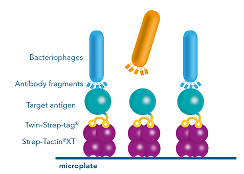 Phage screening by biopanning for antibody development using the Strep-tag® technology