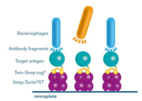 Screening of phages with biopanning for antibody discovery Phage screening by biopanning for antibody development using the Strep-tag® technology