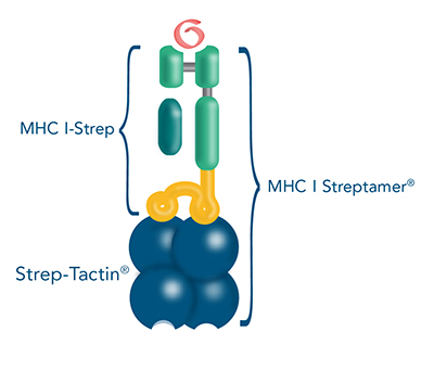MHC I-Streps are MHC I-peptide complexes fused to a Twin-Strep-tag®