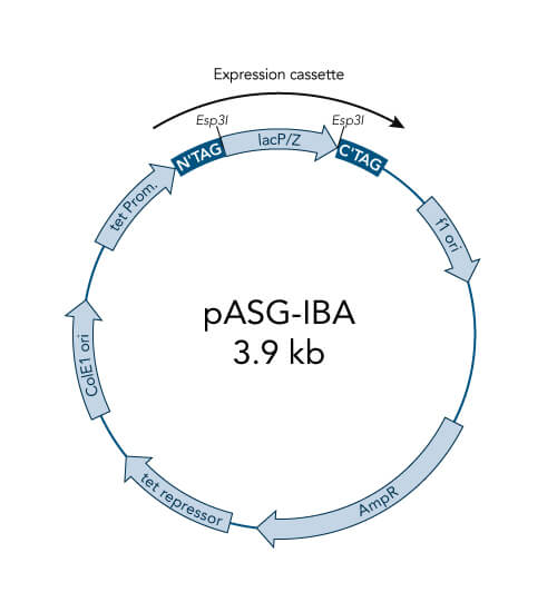 pASG-IBA102 vector