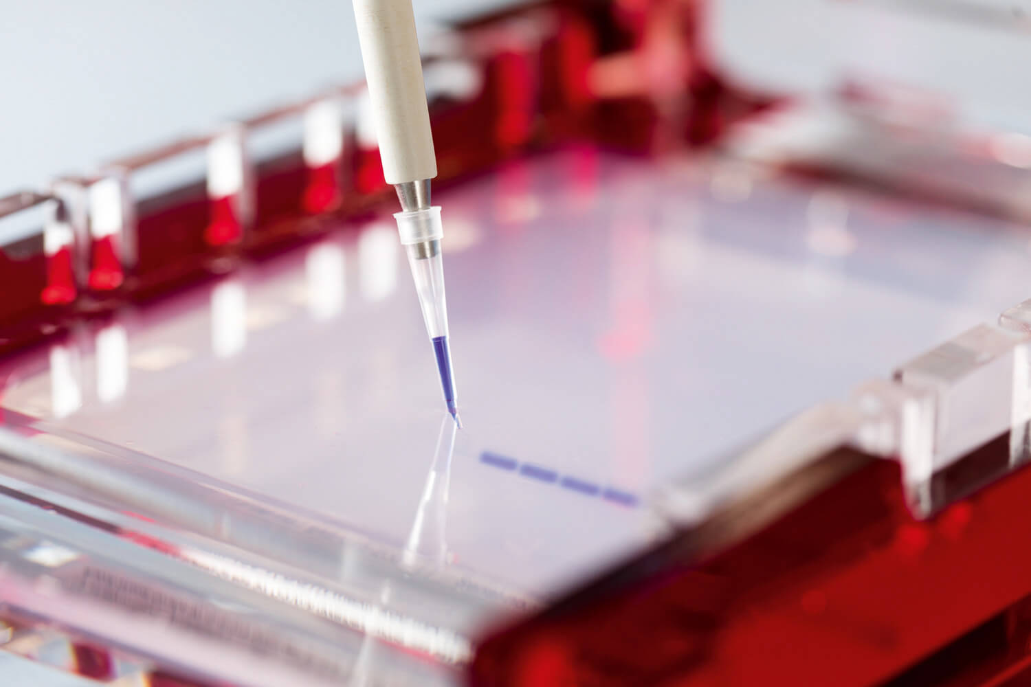 Cloning, Transformation/Transfection & Expression Cloning, Transformation/Transfection & Expression