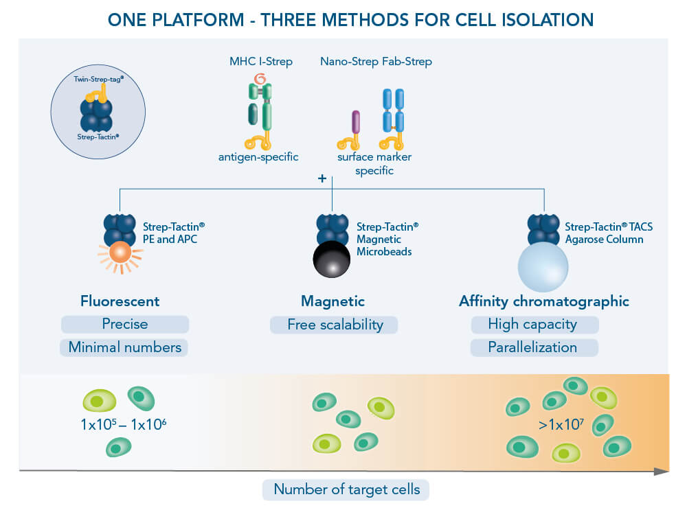 Cell isolation methods 