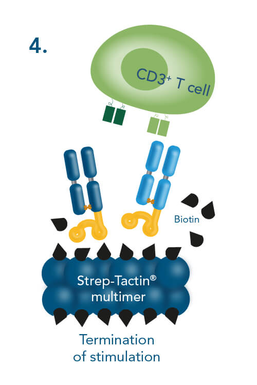 terminating the stimulation by adding biotin Termination of stimulation