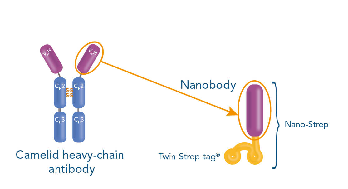Fab-TACS nanobody cell isolation