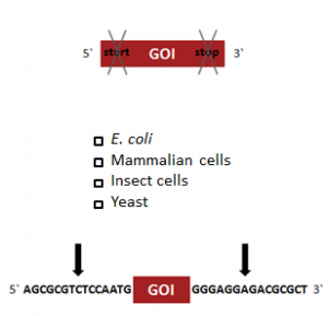 Enter the sequence of your gene of interest