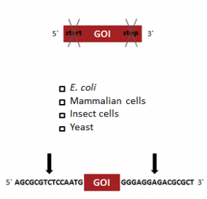 StarGate Donor Vector Enter the sequence of your gene of interest