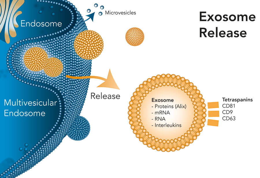 Exosome release from cell Exosomes are released by cells and identified by the tetraspanins CD9, CD81 and CD63