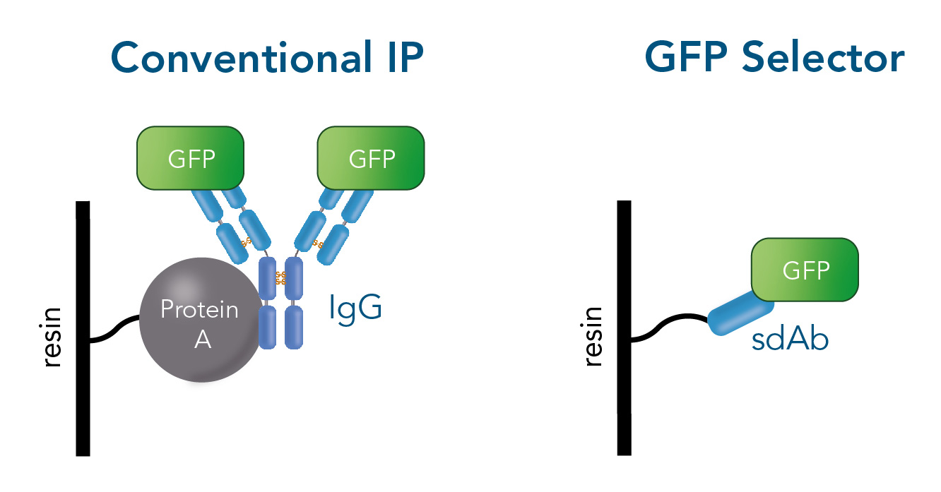 Conventional IP using antibodies versus IP with Selector Resins Conventional IP using antibodies versus IP with Selector Resins