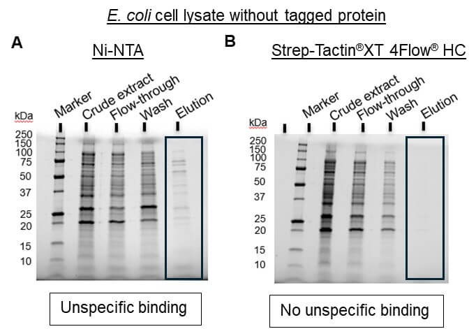 Ni-NTA unspecific binding and contaminants Ni-NTA unspecific binding