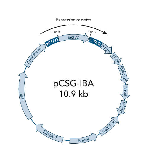 pCSG-IBAwt2 vector