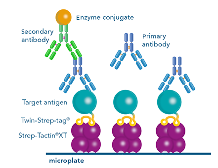 Antibody screening by ELISA for antibody development with the Strep-tag® technology 