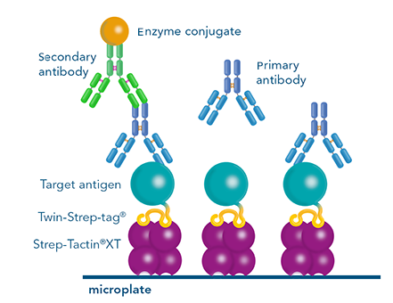 Antibody screening with ELISA  Antibody screening by ELISA for antibody development with the Strep-tag® technology