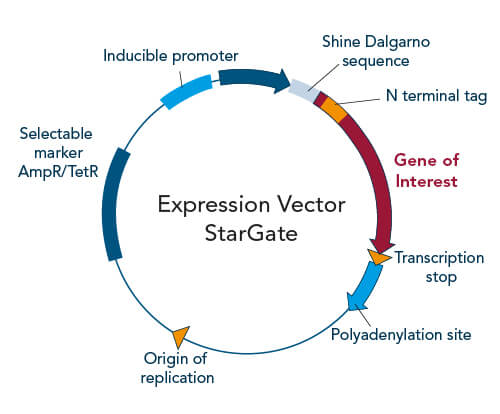 Expression vector elements StarGate cloning expression vector elements