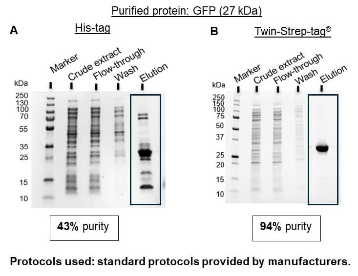 His-tag GFP purified protein with contamination His-tag contamination