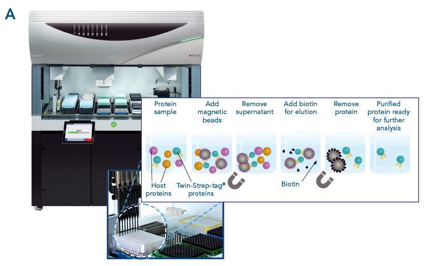 High-throughput purification with MagStrep Strep-TactinXT beads high-throughput screening and automation with magstrep magnetic beads protein purification