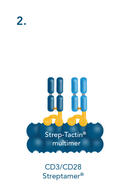 CD3/CD28 Streptamer® adding the soluble CD3/CD28 Streptamer® complexes to cells