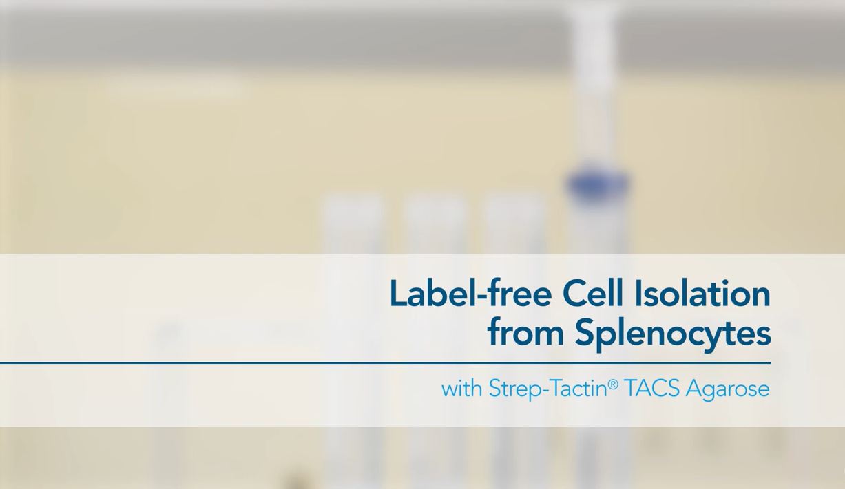 Thumbnail for affinity chromatographic cell isolation from splenocytes how-to video