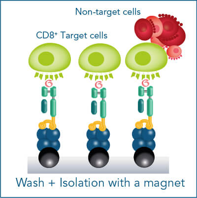 MHC Streptamer® isolation with magnet Antigen-specific cells are isolated with a magnet