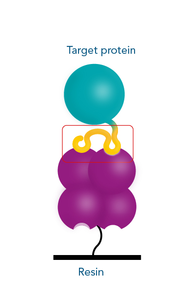 Protein purification with Strep-tag® technology