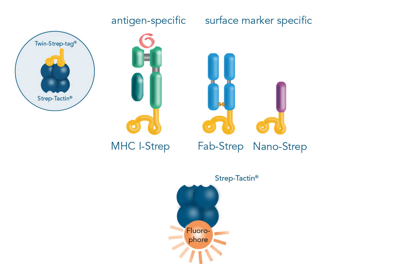 Strep-tag cell staining possibilities