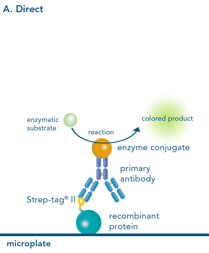 Direct ELISA Direct enzyme-linked immunosorbent assay with Strep-tag