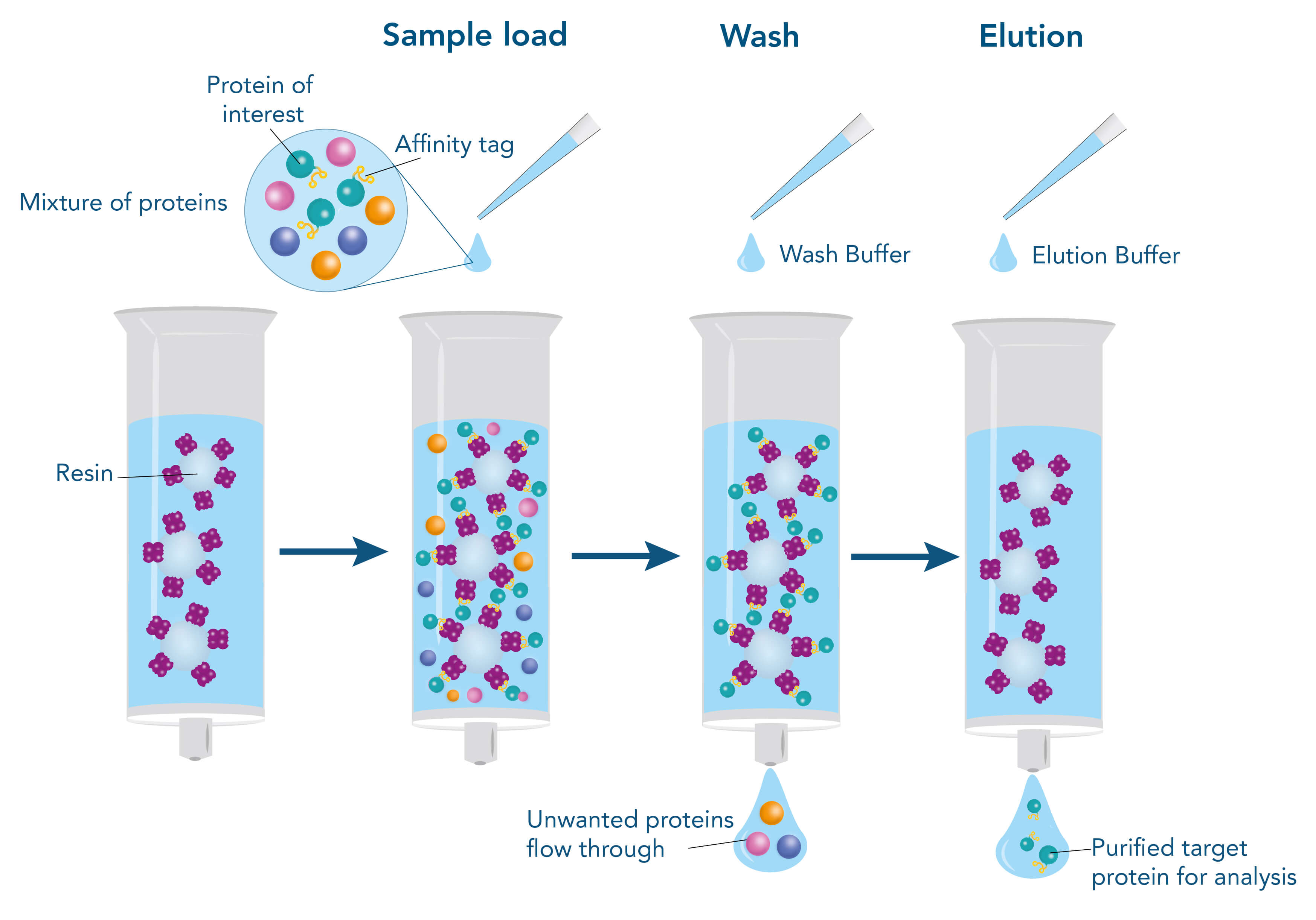 Principle of affinity-based protein purification Affinity-based protein purification steps