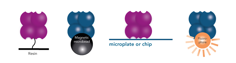 Strep-Tactin® and Strep-Tactin®XT can be conjugated to microplates, fluorophores or chips Strep-Tactin® and Strep-Tactin®XT can be conjugated to microplates, fluorophores or chips