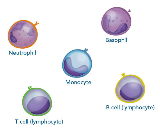 Immune cells commonly found in human blood