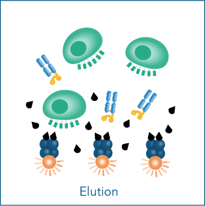 Fab-TACS fluorescent cell staining elution step Fab-TACS fluorescent cell staining elution step