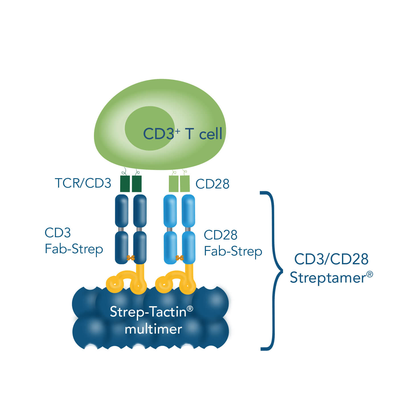 Methods for T cell stimulation & expansion CD3/CD28 Streptamer