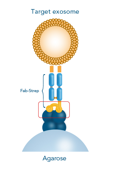 Exosome isolation with Strep-tag® technology