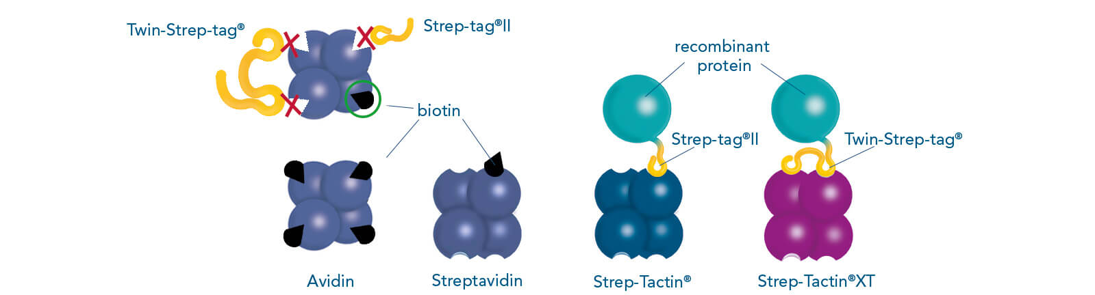 Binding patterns of Strep-tag®II, Twin-Strep-tag® and biotin Binding patterns of Strep-tag®II, Twin-Strep-tag® and biotin