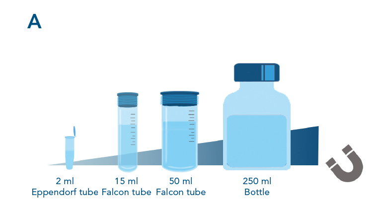Easy scalability of protein purification with MagStrep magentic beads scalable magnetic bead protein purification from small scale to high-throughput sceenings