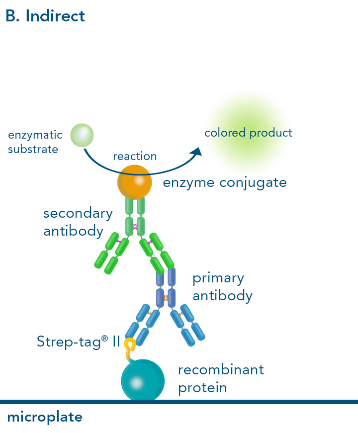 Indirect ELISA Indirect enzyme-linked immunosorbent assay with Strep-tag