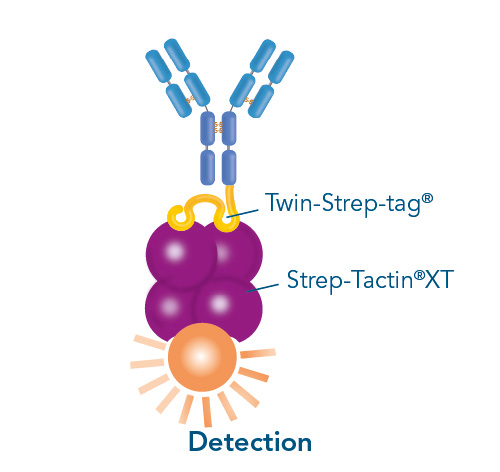 Strep-Tactin XT antibody detection