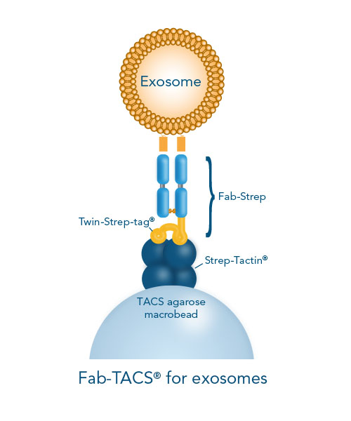 Fab-TACS® for exosomes approach Exosomes are isolated by loading surface marker-specific Fab-Streps on Strep-Tactin® coated agarose inside columns