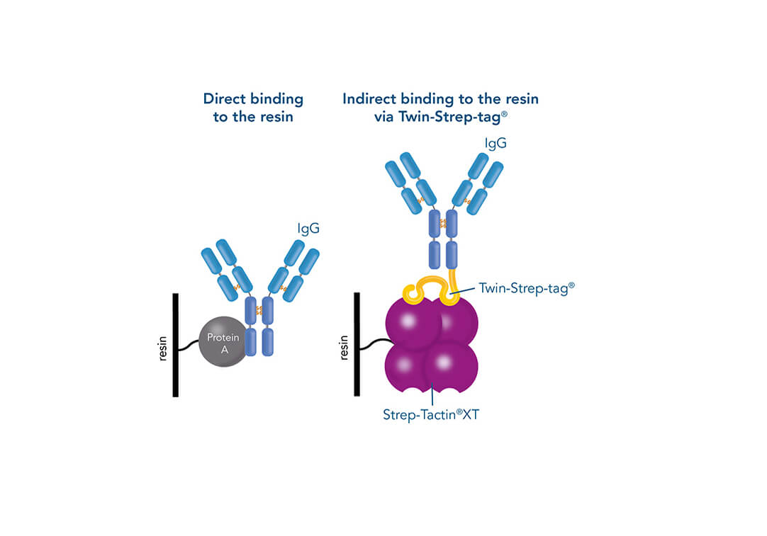 Co-IP using an antibody versus pull-down assay using Strep-Tactin®XT