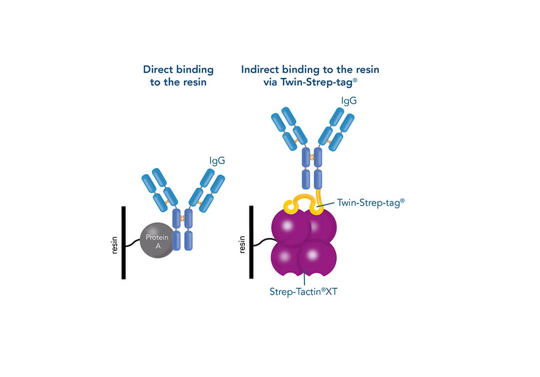 Co-IP using an antibody versus pull-down assay using Strep-Tactin®XT Co-IP using an antibody versus pull-down assay using Strep-Tactin®XT